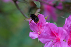 Bombus eximius
