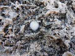 Mammillaria klissingiana