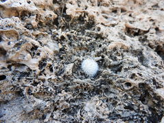 Mammillaria klissingiana
