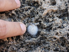 Mammillaria klissingiana