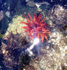 Anemonia alicemartinae