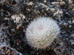 Mammillaria klissingiana