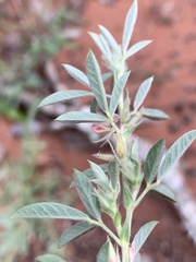 Indigofera inhambanensis