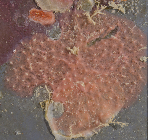 Aplysilla rosea observed 2017-06-01