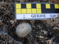 Mammillaria klissingiana