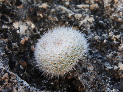 Mammillaria klissingiana