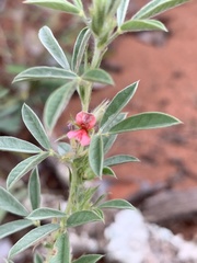 Indigofera inhambanensis