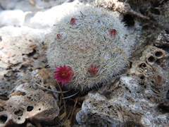 Mammillaria klissingiana