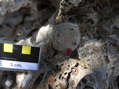 Mammillaria klissingiana