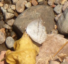 Curetis acuta dentata