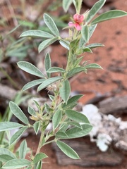 Indigofera inhambanensis