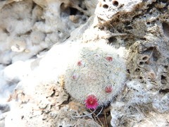 Mammillaria klissingiana