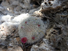 Mammillaria klissingiana