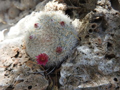 Mammillaria klissingiana