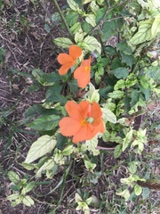 Crossandra