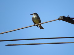 Tyrannus melancholicus