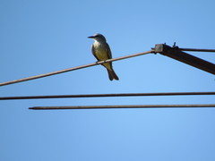 Tyrannus melancholicus