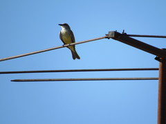 Tyrannus melancholicus