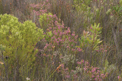 Erica gracilipes