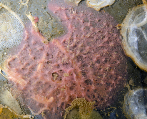 Aplysilla rosea observed 2017-05-31