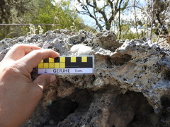 Mammillaria klissingiana