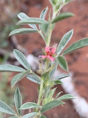 Indigofera inhambanensis