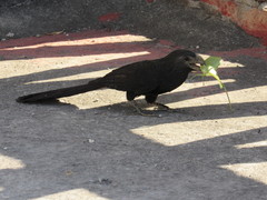 Crotophaga sulcirostris