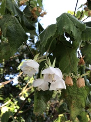 Dombeya rotundifolia