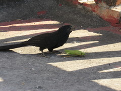 Crotophaga sulcirostris