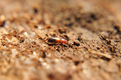 Corticeus bicolor