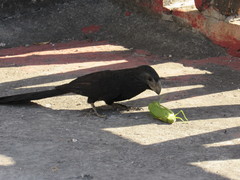 Crotophaga sulcirostris