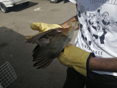 Porphyrio flavirostris