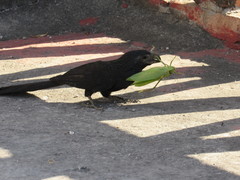 Crotophaga sulcirostris