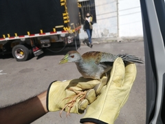 Porphyrio flavirostris