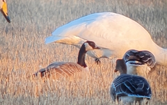 Branta hutchinsii hutchinsii