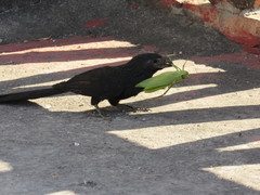 Crotophaga sulcirostris