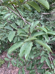 Xylopia longipetala