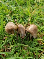 Candolleomyces candolleanus
