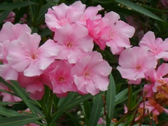 Nerium oleander