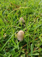 Candolleomyces candolleanus