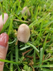 Candolleomyces candolleanus