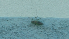 Neocallicrania miegii