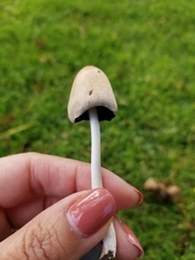 Candolleomyces candolleanus