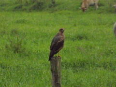 Buteogallus meridionalis