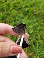 Candolleomyces candolleanus