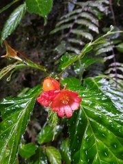 Begonia longirostris