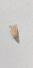 Mythimna prominens