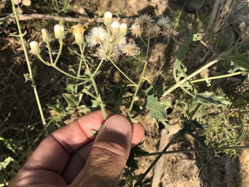 Cape Sweetbush