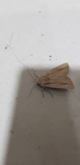 Mythimna prominens