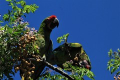 Ara militaris